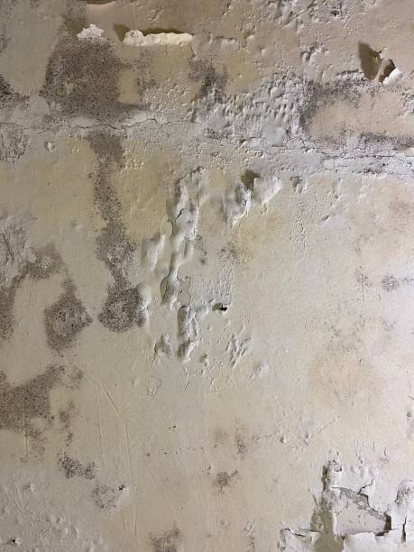 Best Post-Flood Mold Remediation in Pasadena, MD