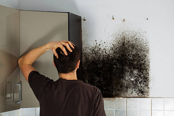 Trusted Pasadena, MD Mold Remediation Experts